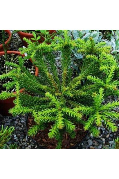 Криптомерія ’Dinger’